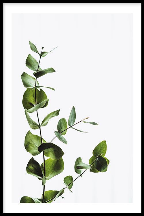 Eucalyptus