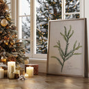 Vintage Japanese Cedar