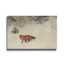 Fox in the Snow