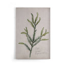 Vintage Japanese Cedar