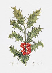 Vischio