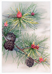 Tannenzapfen am Baum