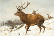 Élan dans la neige