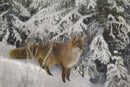 Fox in the Snow