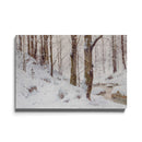 Neige dans la forêt