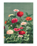 botanische poster toont een prachtig veld van bloeiende zinnia’s in rijke tinten rood, roze, oranje en crème, omlijst door weelderig groen blad op een zachte groene achtergrond.