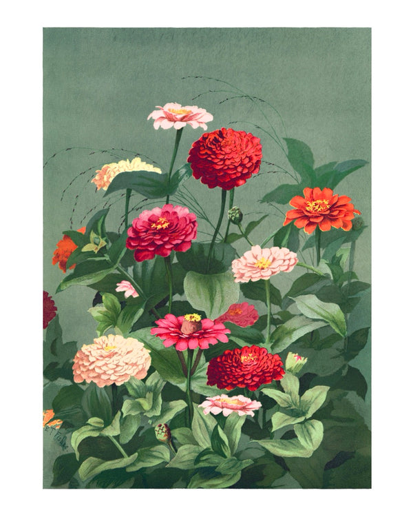 botanische poster toont een prachtig veld van bloeiende zinnia’s in rijke tinten rood, roze, oranje en crème, omlijst door weelderig groen blad op een zachte groene achtergrond.
