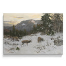 Deux élans dans la neige