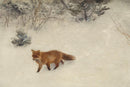 Fox in the Snow