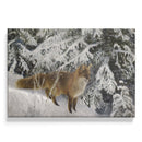 Fox in the Snow