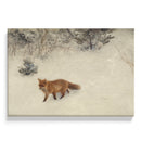 Fox in the Snow
