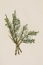 Winterzweig
