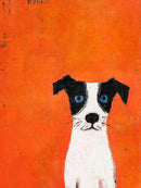 Zwart-witte hond met blauwe ogen op een oranje achtergrond