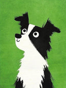 Zwart-witte hond met grote ogen op een groene achtergrond