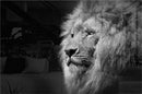 Gazing Lion - Walljar