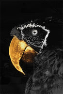 Golden Parrot - Walljar