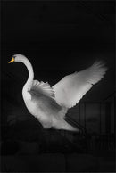 Flapping Goose - Walljar