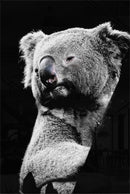 Hanging Koala - Walljar