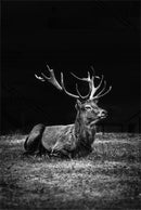 Sitting Deer - Walljar