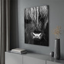 Close up Ox - Walljar