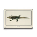 Afrikaanse schilderijen