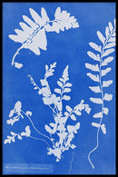 Anna Atkins - Zeestreepvaren - Walljar