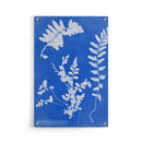 Anna Atkins - Zeestreepvaren - Walljar