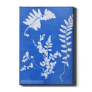 Anna Atkins - Zeestreepvaren - Walljar