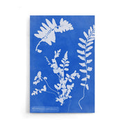 Anna Atkins - Zeestreepvaren - Walljar
