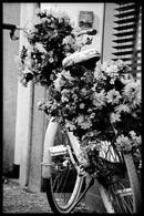 Blooming Bicycle - Walljar