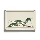 Afrikaanse schilderijen