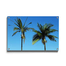 Palmbomen poster