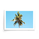 Palmbomen poster