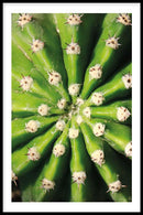 Cactus poster