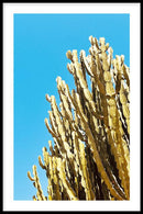 Cactus Contrast - Walljar