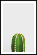 Cactus poster