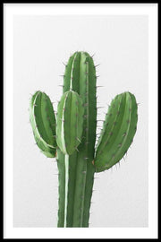 Cactus poster