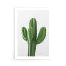 Cactus poster