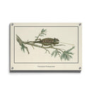 Afrikaanse schilderijen