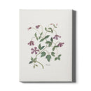 Canvas Clematis