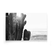 Cactus poster