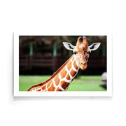 Dieren poster