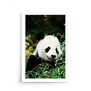 Dieren poster
