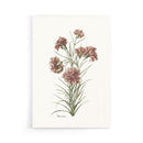 Poster Dianthus