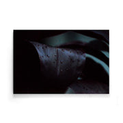 Planten poster