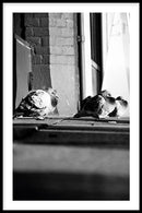 Dutch Pigeons - Walljar