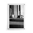 Dutch Pigeons - Walljar