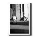 Dutch Pigeons - Walljar