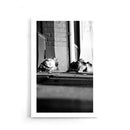 Dutch Pigeons - Walljar