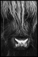 Close up Ox II - Walljar